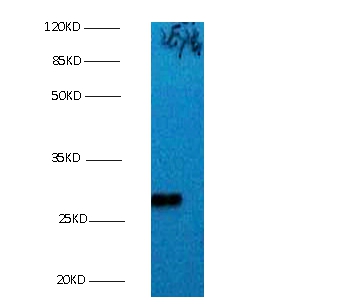 Bcl-2-like protein 1 Monoclonal Antibody