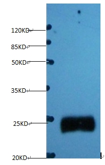 Timp1 Monoclonal Antibody