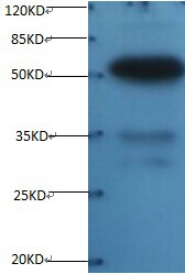 Osteopontin Monoclonal Antibody