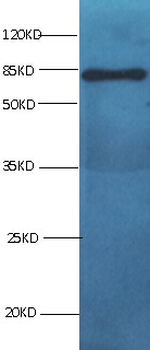 BSA Monoclonal Antibody