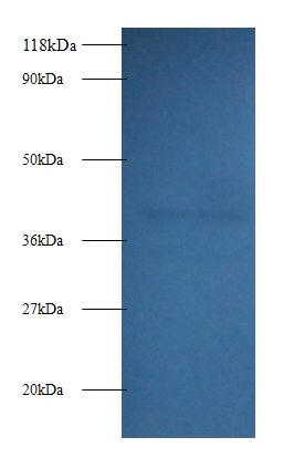 Fructose-bisphosphate aldolase A Polyclonal Antibody