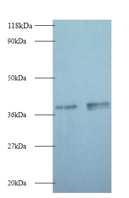 Glyceraldehyde-3-phosphate dehydrogenase Polyclonal Antibody