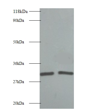 L-lactate dehydrogenase A chain Polyclonal Antibody