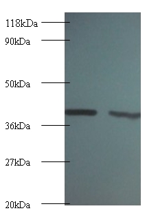 Rho GDP-dissociation inhibitor 1 Polyclonal Antibody