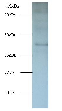 Interleukin enhancer-binding factor 2 Polyclonal Antibody