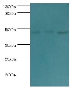 ACTL6B Polyclonal Antibody