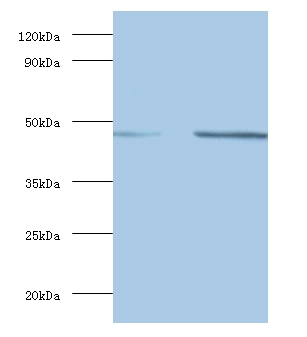 Spliceosome RNA helicase DDX39B Polyclonal Antibody