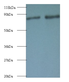 Ras-related protein Rab-1A Polyclonal Antibody