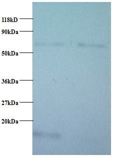 Cytochrome c oxidase subunit 5B, mitochondrial Polyclonal Antibody