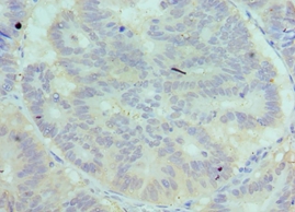 C7 Polyclonal Antibody