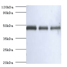 Ovalbumin Polyclonal Antibody