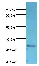 CD48 Polyclonal Antibody