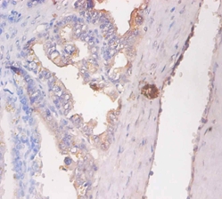 CD59 glycoprotein Polyclonal Antibody