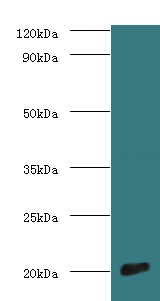 Cytochrome c oxidase subunit 4 isoform 1, mitochondrial Polyclonal Antibody