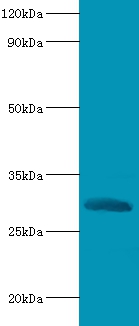 Chymotrypsin-like elastase family member 2A Polyclonal Antibody