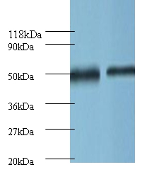 Ornithine decarboxylase Polyclonal Antibody