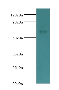 CHRM3 Polyclonal Antibody