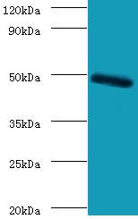 C-type lectin domain family 18 member A Polyclonal Antibody