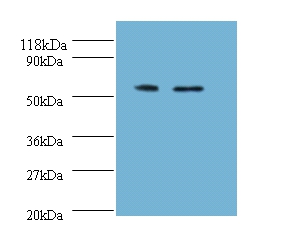 Citrate synthase, mitochondrial Polyclonal Antibody