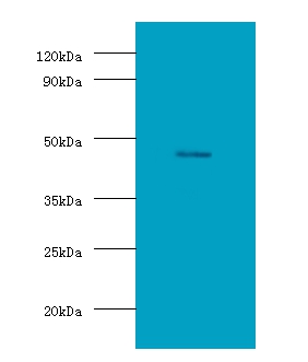 Protein delta homolog 1 Polyclonal Antibody