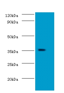 Docking protein 5 Polyclonal Antibody