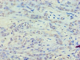 Eukaryotic translation elongation factor 1 epsilon-1 Polyclonal Antibody