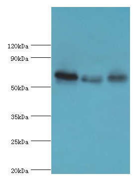 GBP1 Polyclonal Antibody