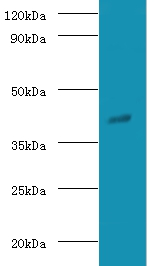 Guanine nucleotide-binding protein G(o) subunit alpha Polyclonal Antibody