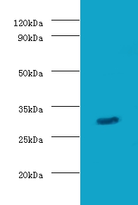 Granzyme B Polyclonal Antibody