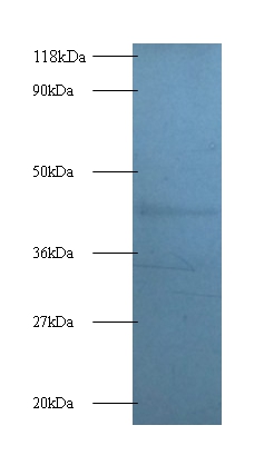 Death-associated protein 1 Polyclonal Antibody