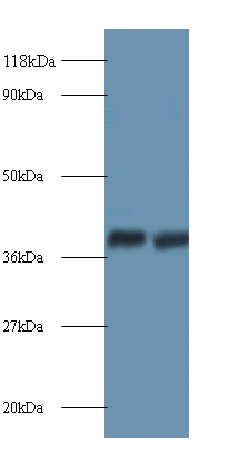 Annexin A2 Polyclonal Antibody