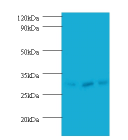 Checkpoint protein HUS1 Polyclonal Antibody