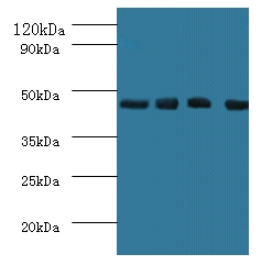 Indoleamine 2,3-dioxygenase 1 Polyclonal Antibody