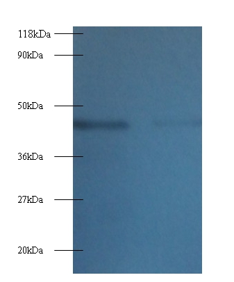 Tetratricopeptide repeat protein 1 Polyclonal Antibody