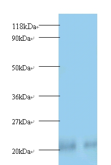 Peroxiredoxin-1 Polyclonal Antibody