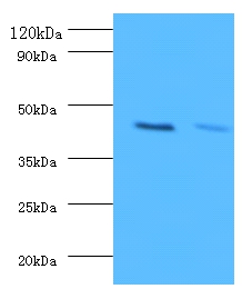 ATP-sensitive inward rectifier potassium channel 1 Polyclonal Antibody