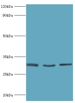 KITLG Polyclonal Antibody