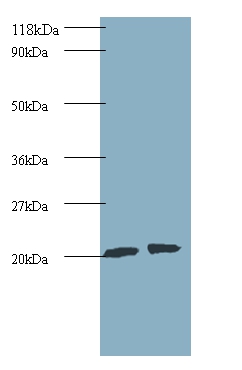 ADP-ribosylation factor-like protein 2 Polyclonal Antibody