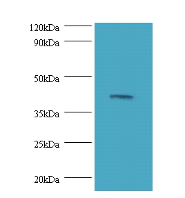 Dual specificity mitogen-activated protein kinase kinase 3 Polyclonal Antibody