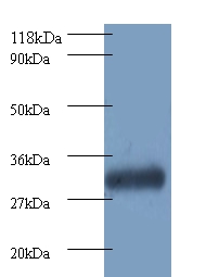 Proteasome subunit beta type-7 Polyclonal Antibody