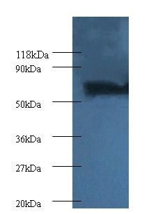 Proteasome subunit beta type-4 Polyclonal Antibody