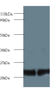 Proteasome subunit beta type-2 Polyclonal Antibody