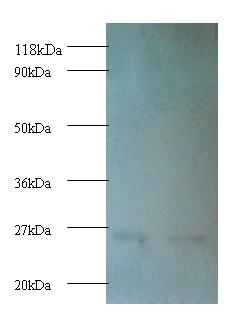 Proteasome subunit beta type-1 Polyclonal Antibody