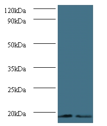 Histone H3.3 Polyclonal Antibody