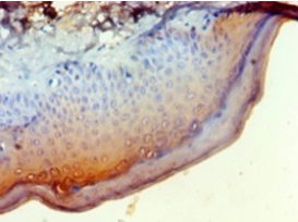 Regulator of G-protein signaling 20 Polyclonal Antibody