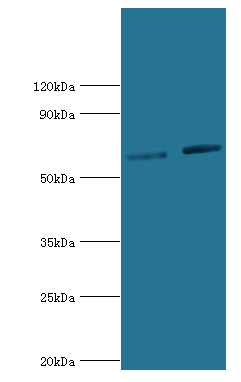 NR2C1 Polyclonal Antibody