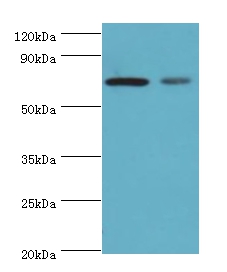 X-ray repair cross-complementing protein 6 Polyclonal Antibody