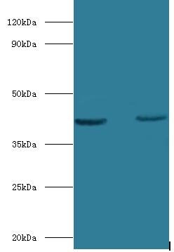 Obg-like ATPase 1 Polyclonal Antibody