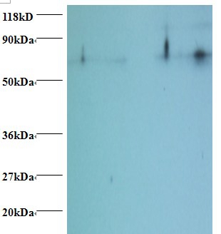 Histone H2B type 1-C/E/F/G/I Polyclonal Antibody