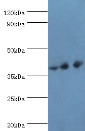 PAX4 Polyclonal Antibody